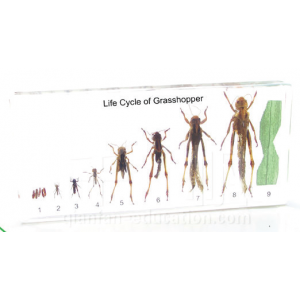 Life Cycle of Grasshopper educational embedded specimen